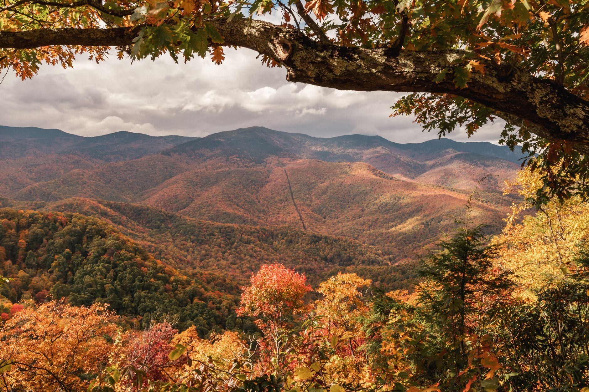 Autumn foliage frames a sweeping view of rolling peaks and valleys in the Great Smoky Mountains under a cloudy sky.