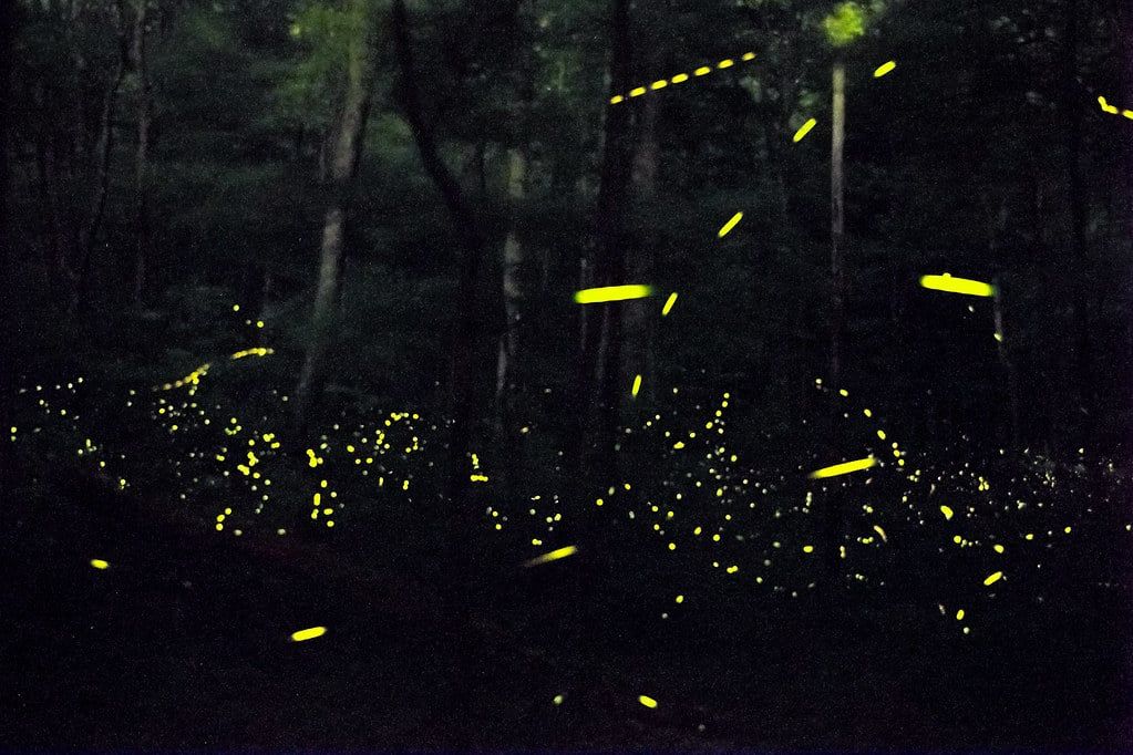 Yellow firefly flashes and light trails illuminate a dark forest at night in Great Smoky Mountains National Park.