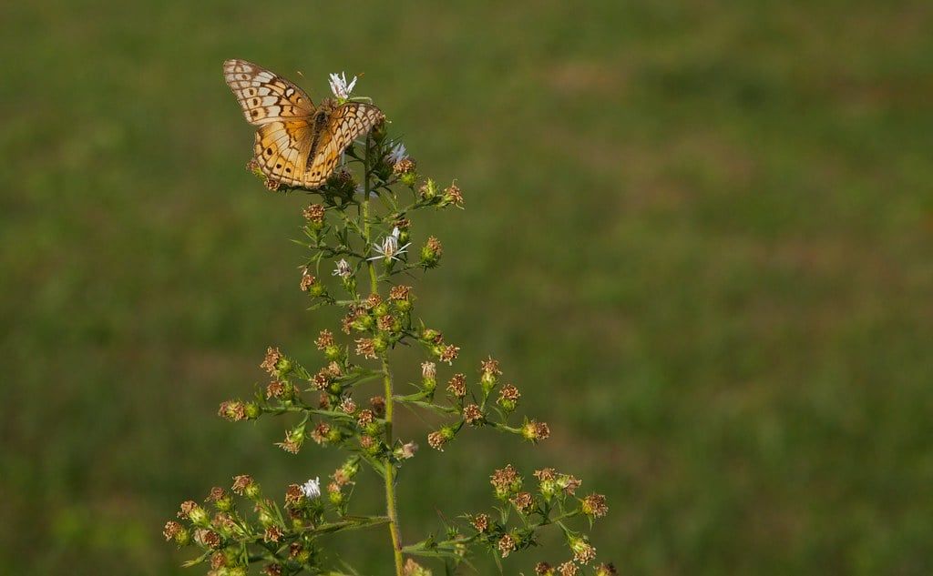 A butterfly rests on blooming wildflowers in Great Smoky Mountains National Park.