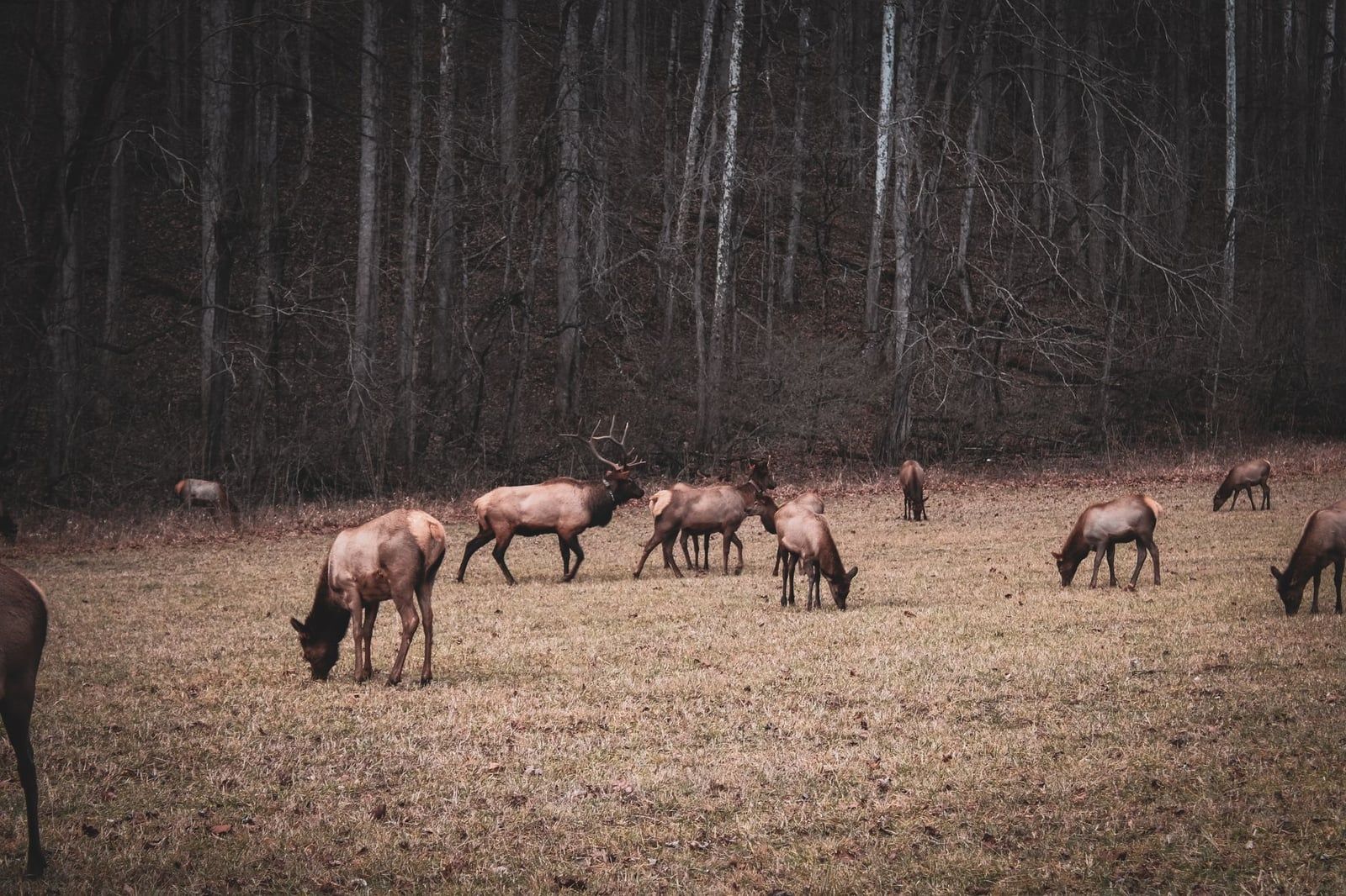 A herd of elk grazes in an open meadow bordered by woodland in Great Smoky Mountains National Park.