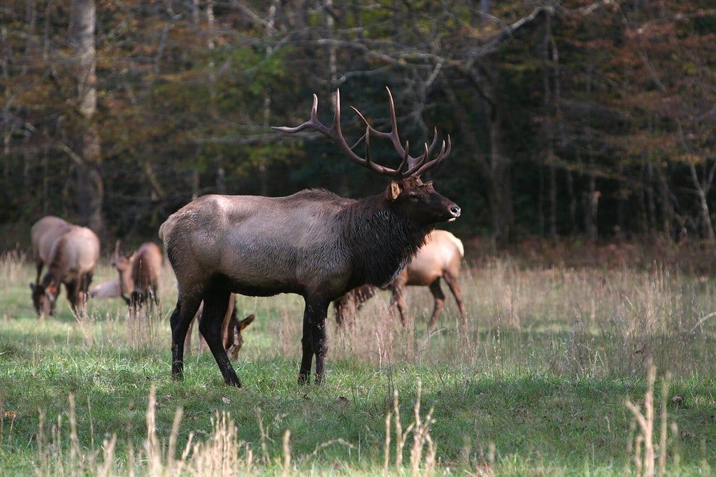 A large bull elk stands in a grassy clearing with a herd of elk in Cataloochee Valley at Great Smoky Mountains National Park.