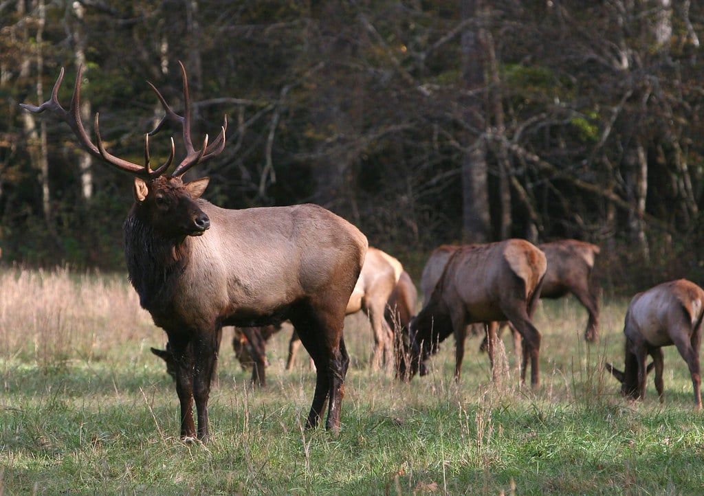 A bull elk stands alert in a grassy field as other elk graze along the tree line in the Great Smoky Mountains.