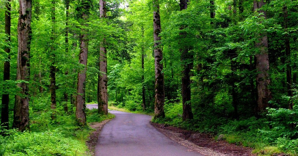 A narrow paved road winds through lush green trees along the Roaring Fork Motor Nature Trail in Great Smoky Mountains National Park.