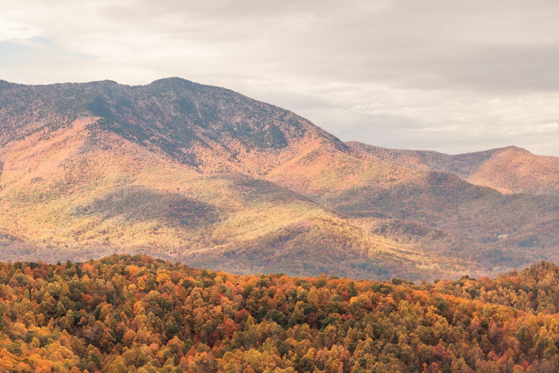 Forested ridges of the Great Smoky Mountains covered in colorful autumn foliage under an overcast sky.