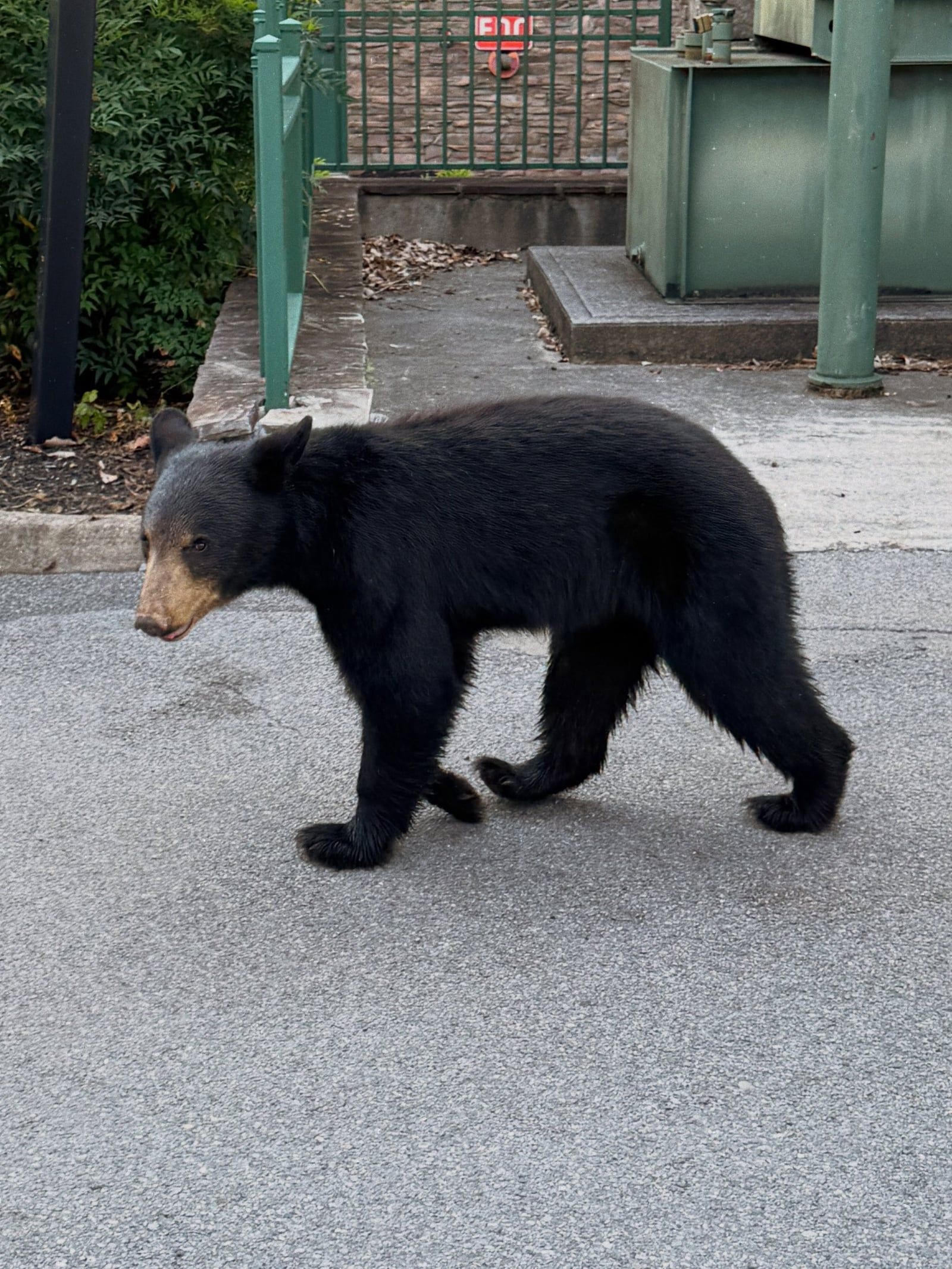 Great Smoky Mountains tour visitor photo
